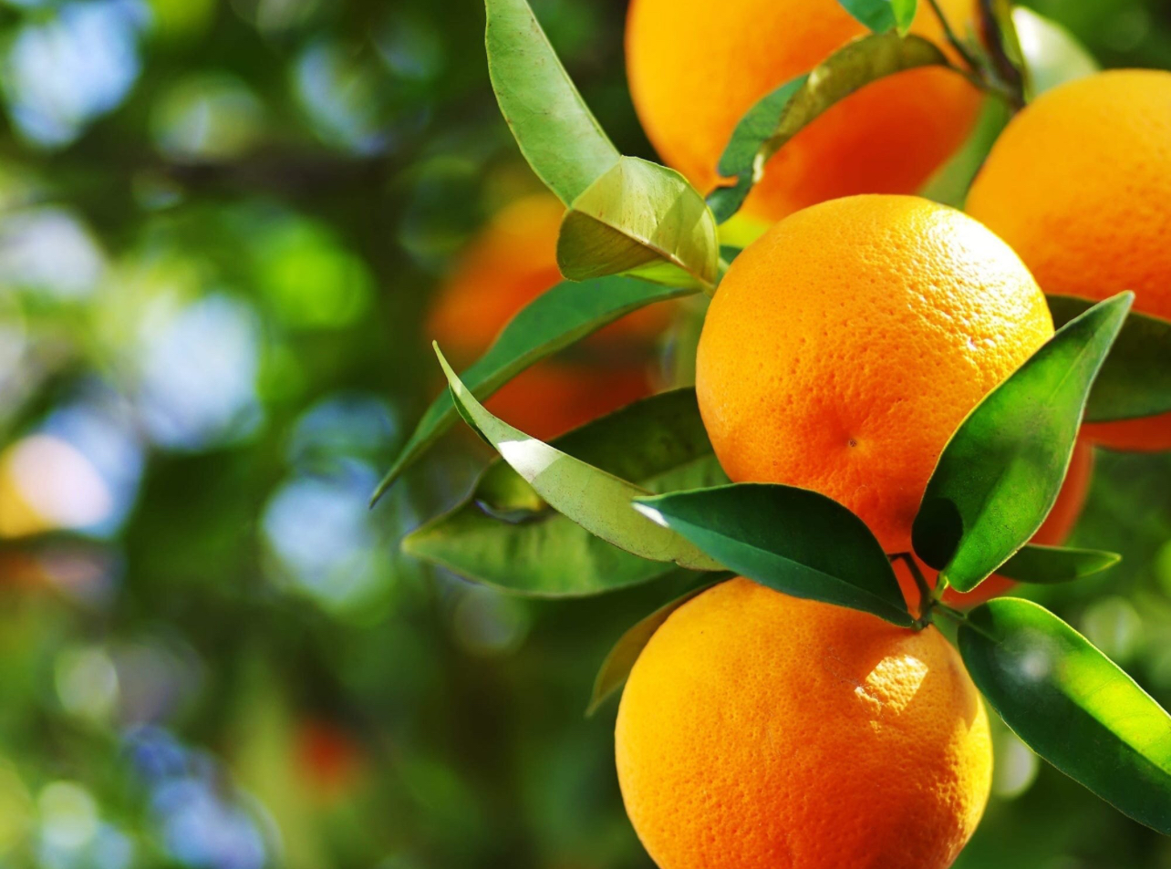 فروش پرتقال تامسون