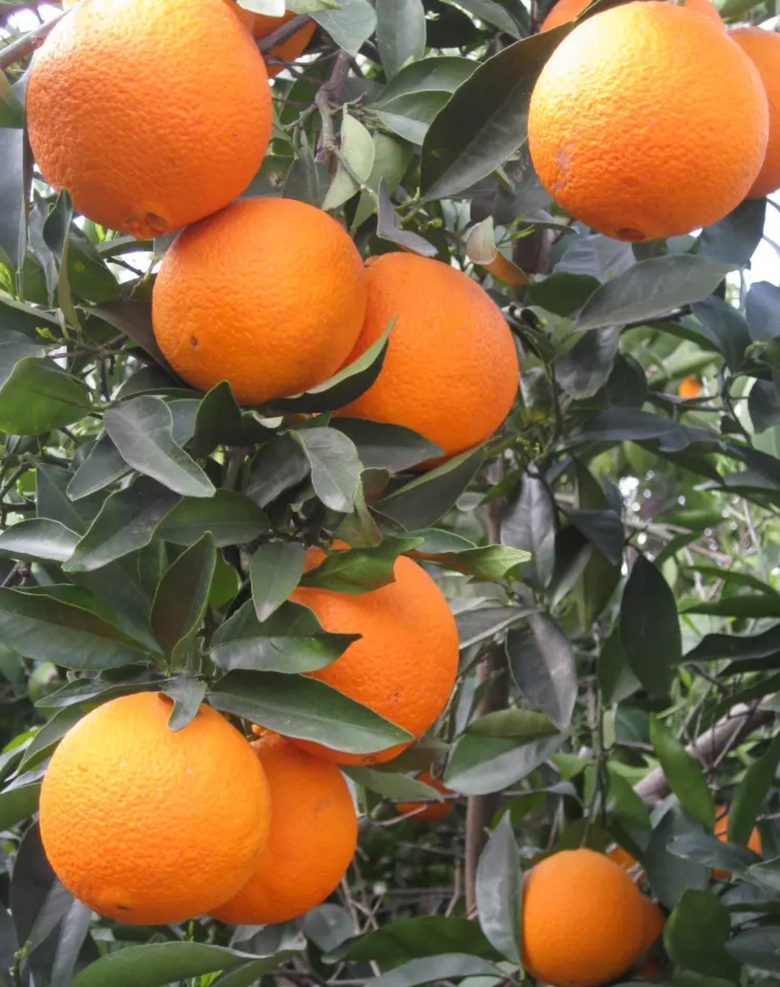 فروش پرتقال تامسون