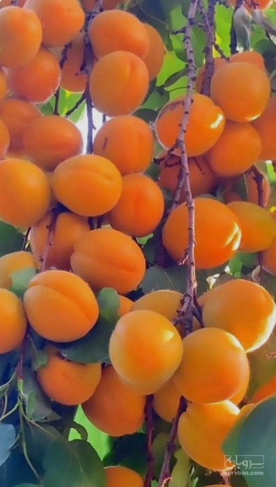 فروش زردآلو نوری