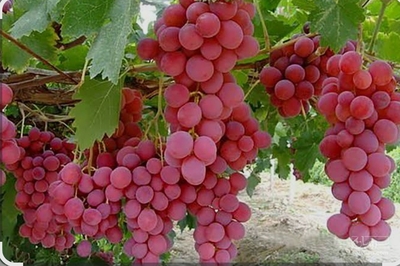 فروش انگور یاقوتی