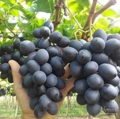 فروش انگورترکمن 4