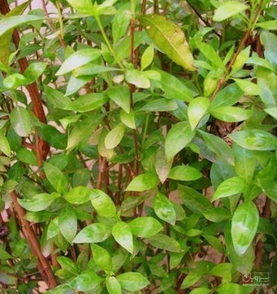 فروش حنا (گیاه‌ دارویی)