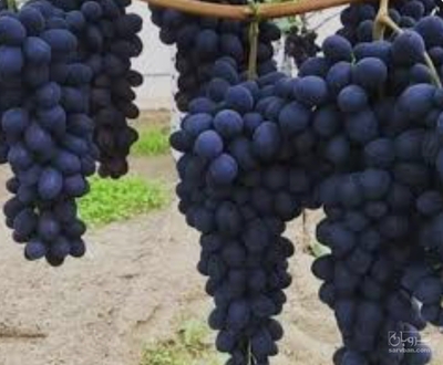 فروش انگور بلک سیدلس
