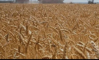 فروش گندم