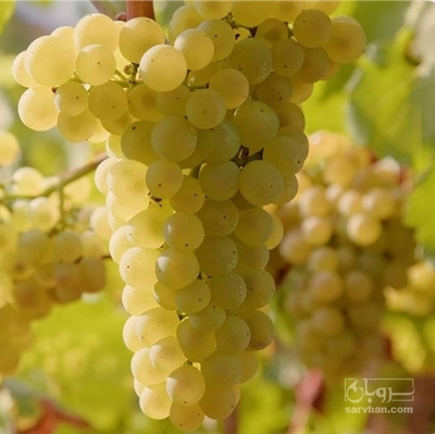 فروش انگورعسگری