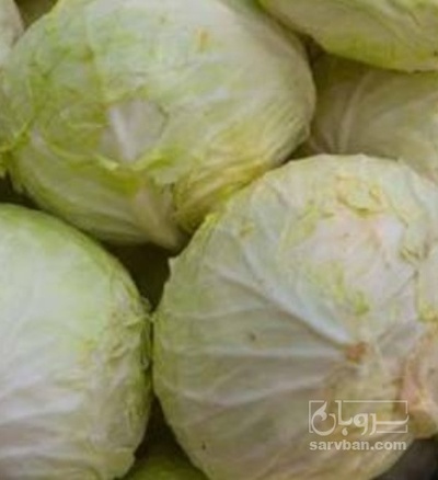 فروش کلم برگی سفید