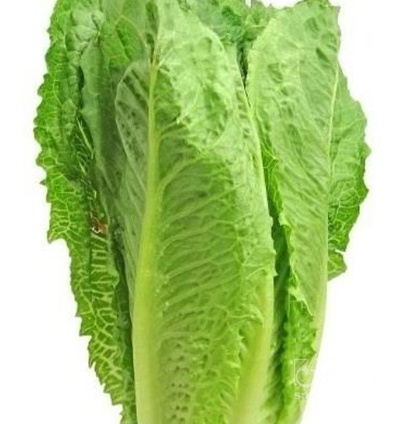 فروش کاهو ایرانی - رومانو