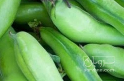 فروش باقلا تازه - باقالی - باقالا