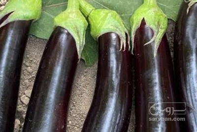 فروش بادمجان