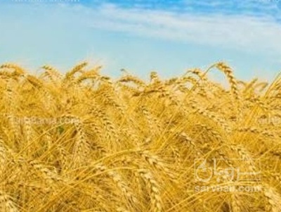 فروش گندم