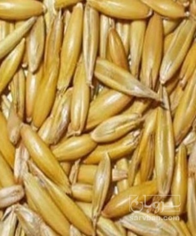 فروش جو