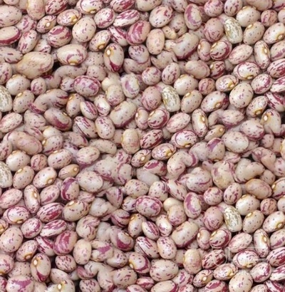 فروش لوبیا چیتی