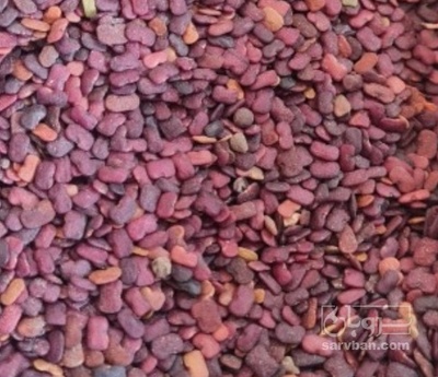 فروش عدس الملک