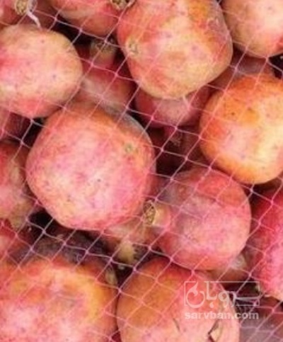 فروش انار توری