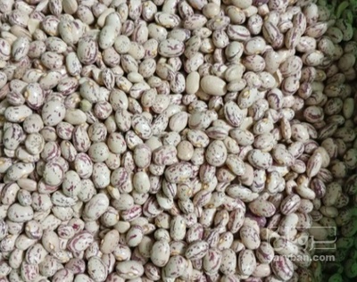 فروش لوبیا چیتی