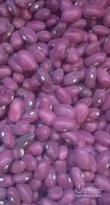 فروش لوبیا قرمز