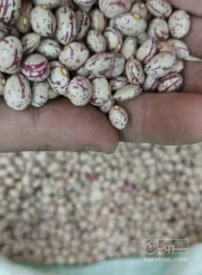 فروش لوبیا چیتی