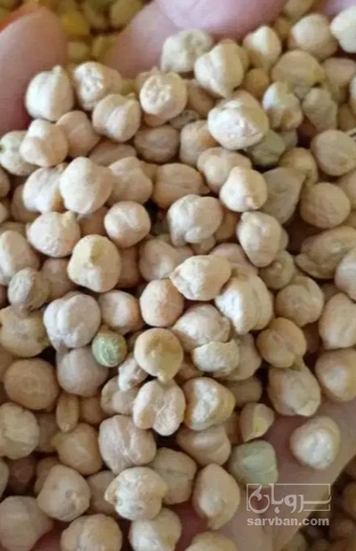 فروش نخود