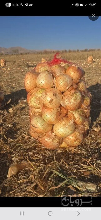 فروش پیاز