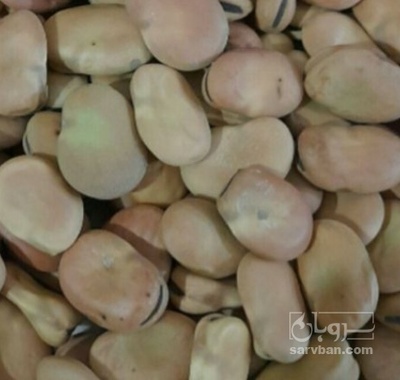 فروش باقلا تازه - باقالی - باقالا