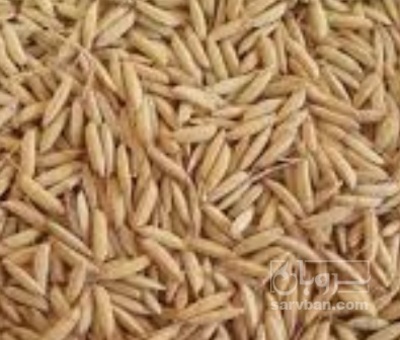 فروش برنج شلتوک