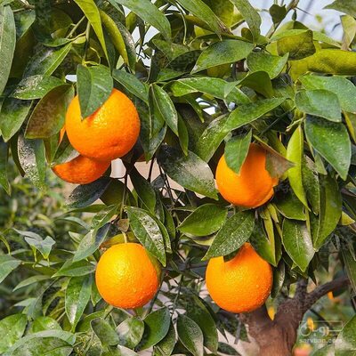 فروش نهال پرتقال