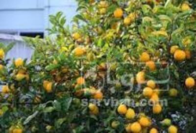 فروش نهال لیمو