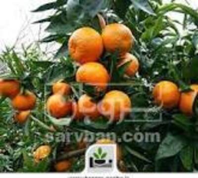 فروش نهال نارنگی اوشو