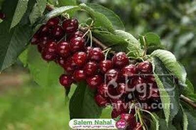 فروش نهال گیلاس مالیزیا