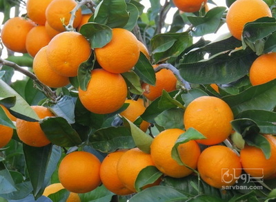 فروش نهال نارنگی پیج