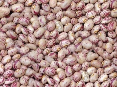 فروش لوبیا چیتی