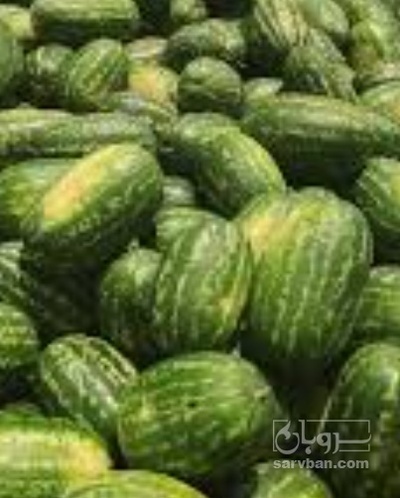 فروش هندوانه بیضی