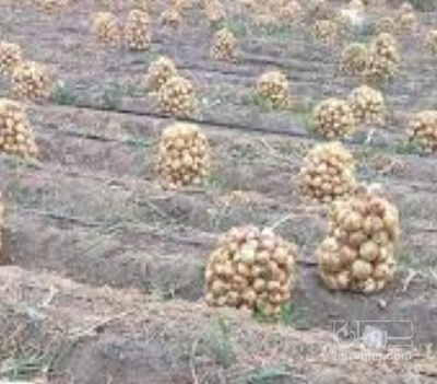 فروش پیاز زرد