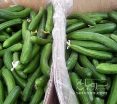 فروش خیار شوری