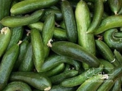 فروش خیار سالادی