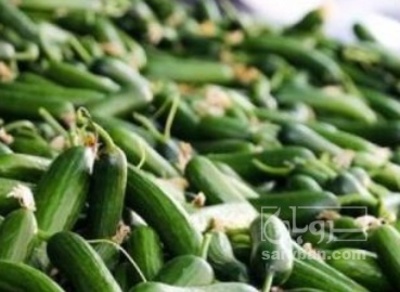 فروش خیار نول