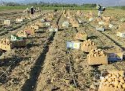 فروش سیب زمینی جلی