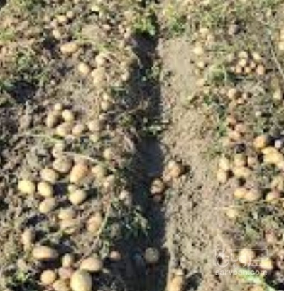 فروش سیب زمینی اسپریت