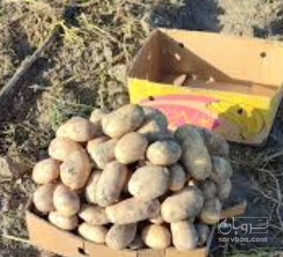 فروش سیب زمینی بامبا