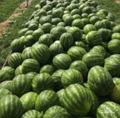 فروش هندوانه گردخطی