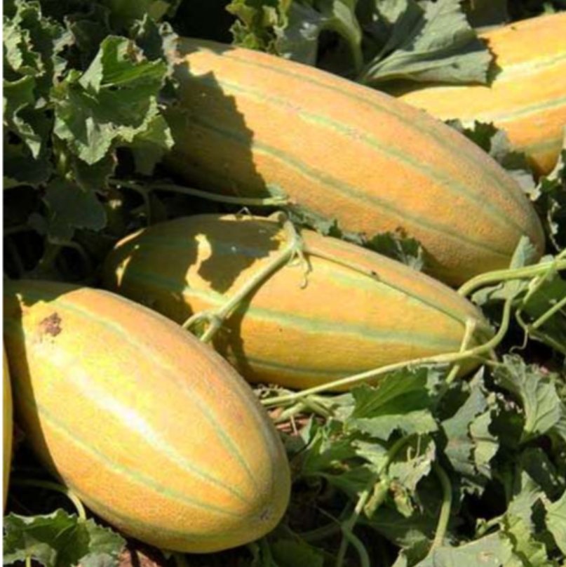 فروش خربزه مشهدی