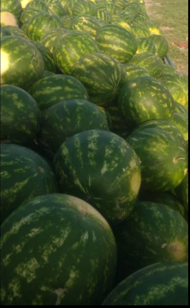 فروش هندوانه