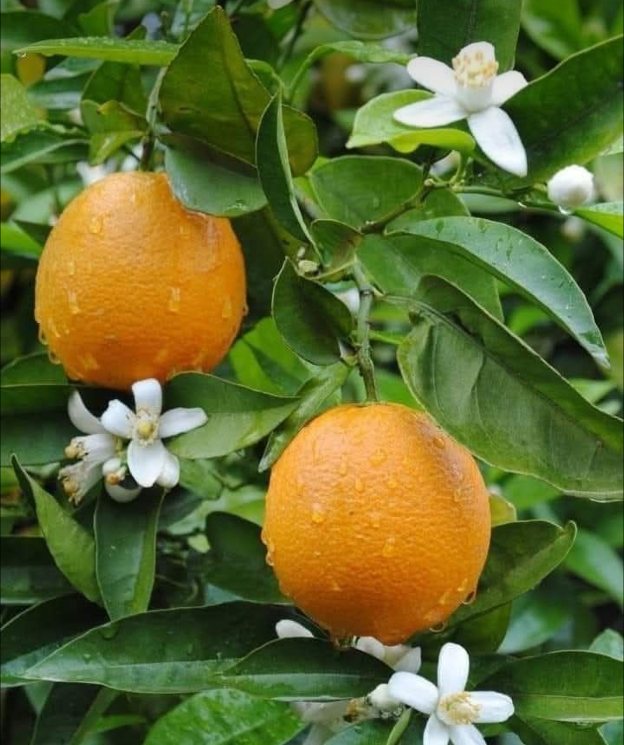 فروش پرتقال تامسون