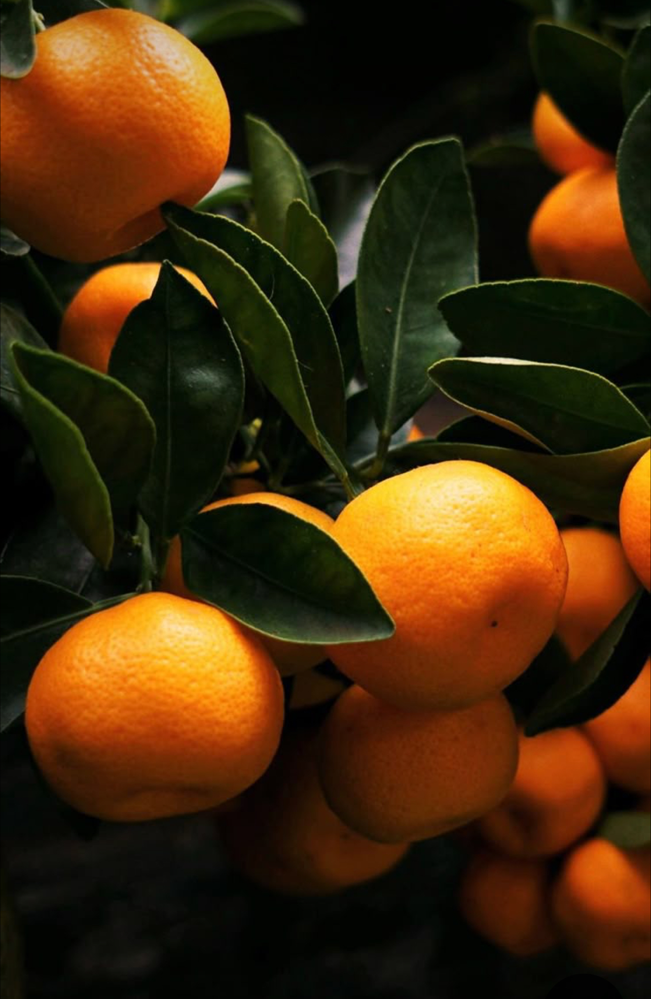 فروش پرتقال تامسون