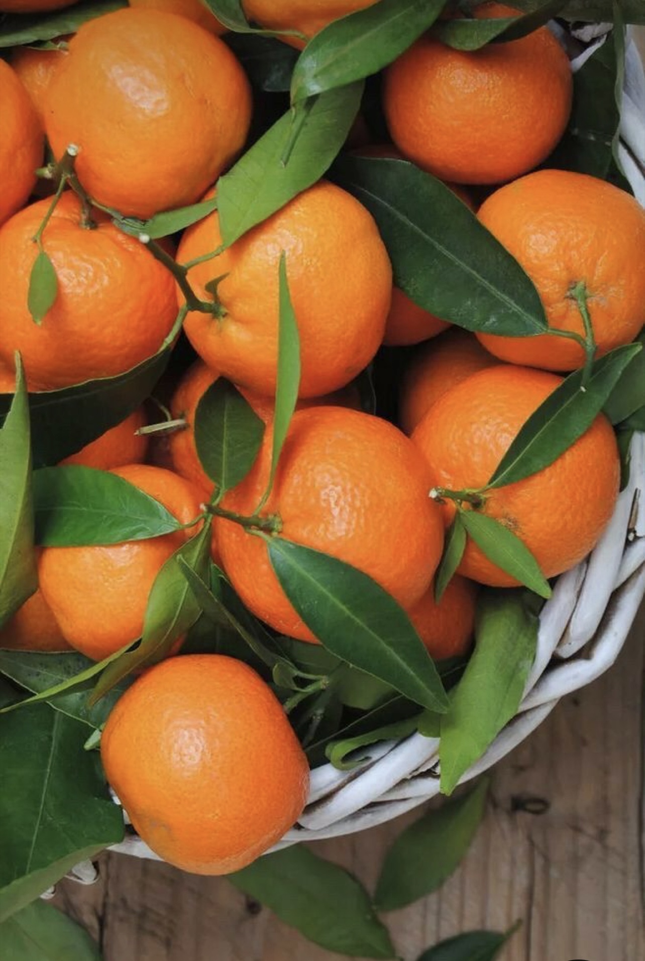 فروش پرتقال تامسون