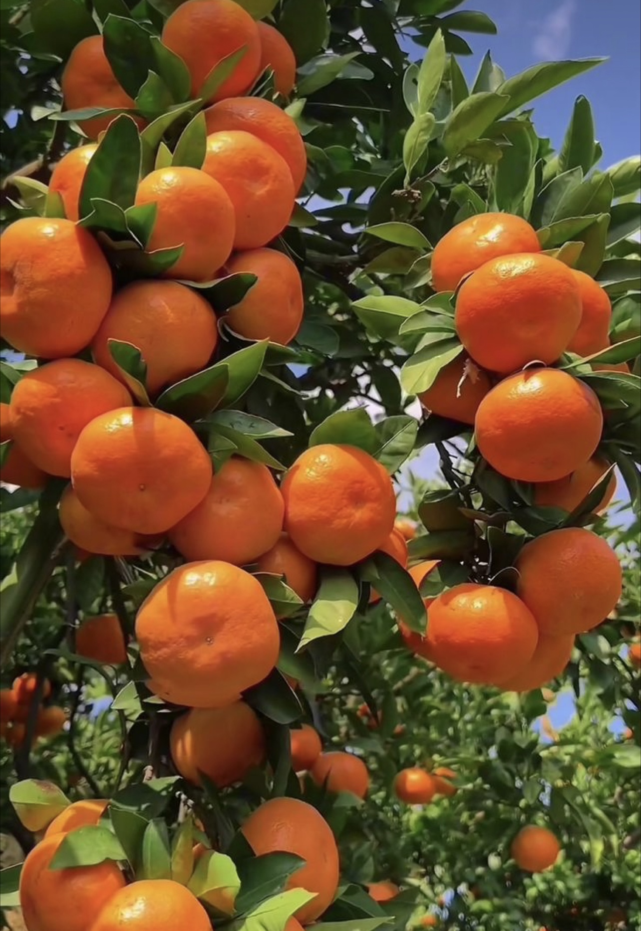 فروش نارنگی پیچ