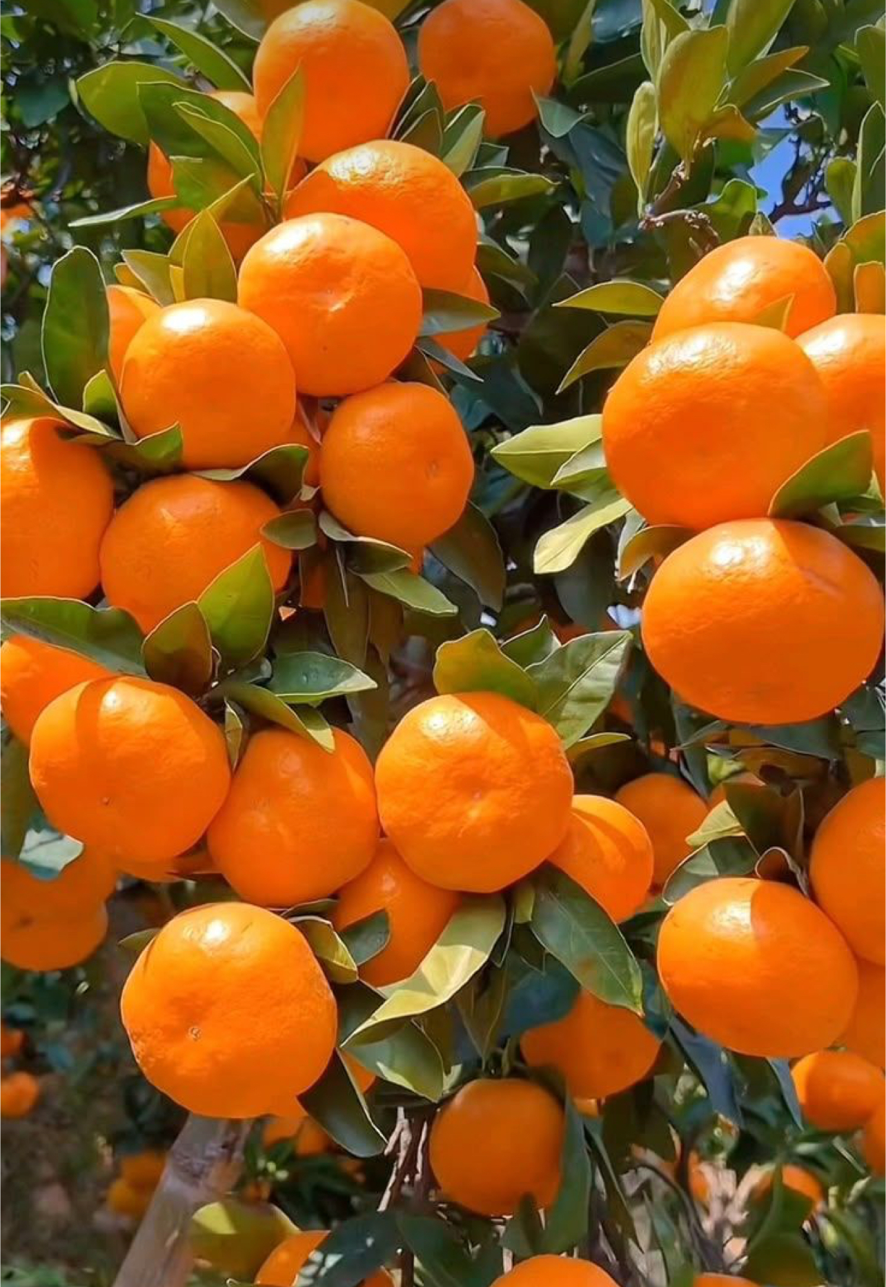 فروش نارنگی انشو