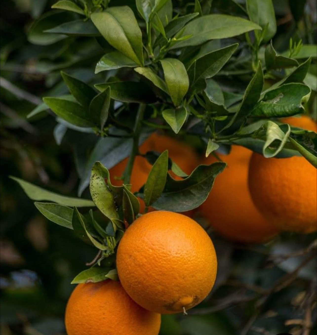 فروش پرتقال تامسون