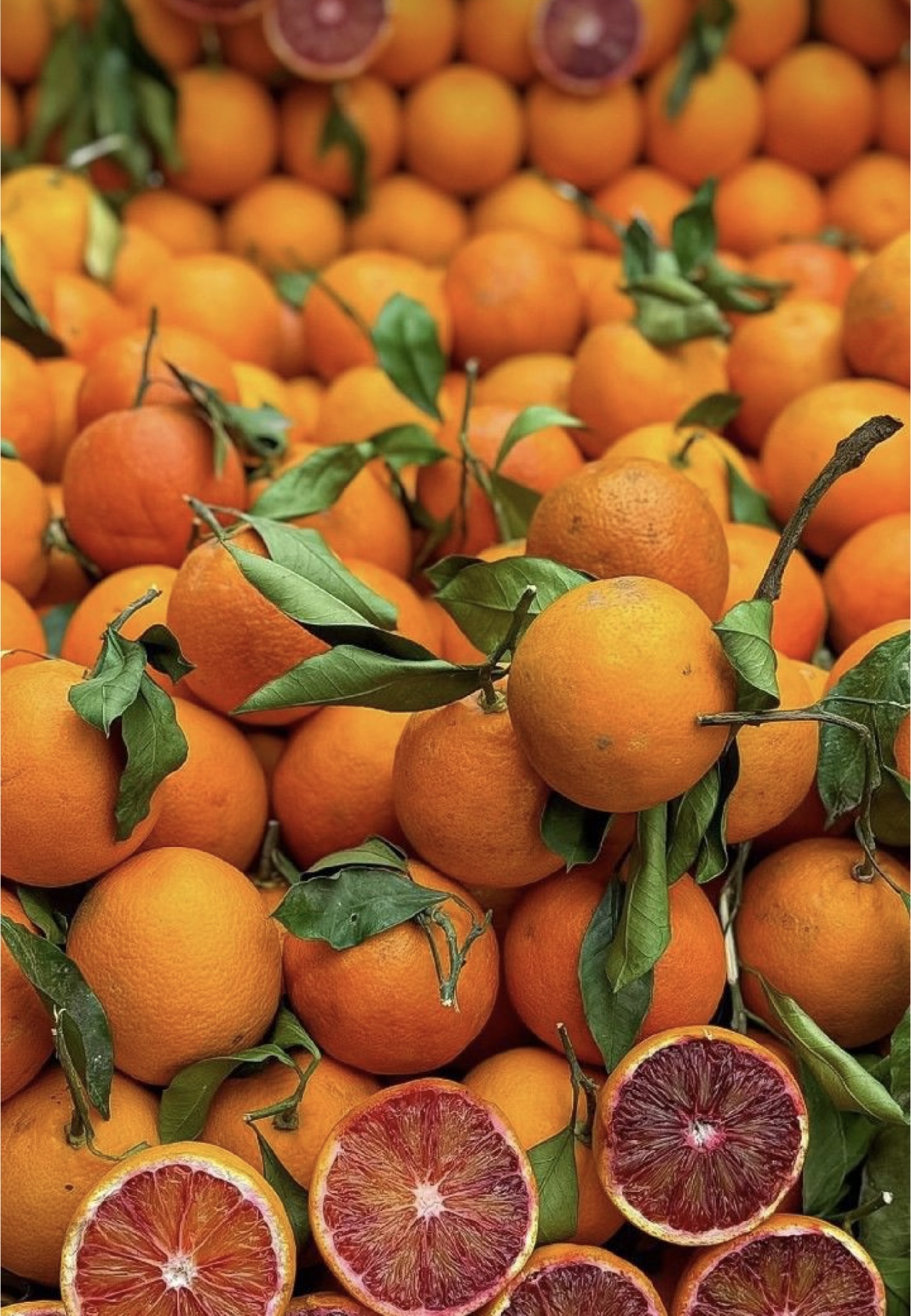 فروش پرتقال خونی