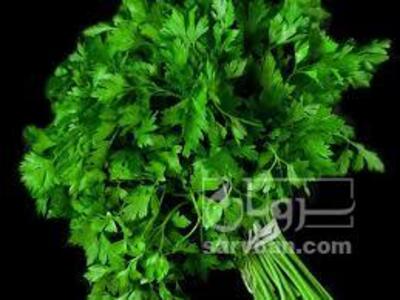 فروش گشنیز